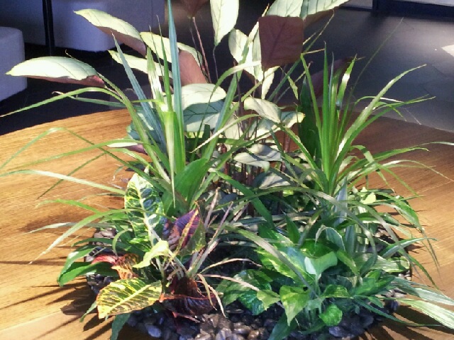 Indoor Plant Hire Sydney