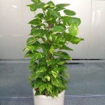 Large Devil's Ivy (Pothos)