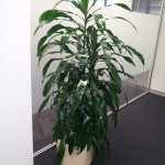 Dracaena (Janet Craig)