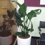 Spathiphyllum (Peace Lily)