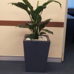 Spathiphyllum (Peace Lily) - Small Grey Wedge