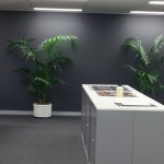 Large Kentia Palms in White Planters