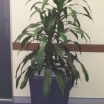 Dracaena (Janet Craig) in Wedge