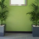 Kentia Palms in Dark Grey Wedge