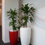 Happy Plants in Red Venetian Planter (650mm height) and White venetian planter (825mm height)