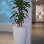 Happy Plant in 825mm White Venetian Planter