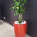 Happy Plant in 650mm Red Venetian Planter