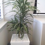 Dracena Deremensis in white wedge