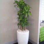 Happy Plant in White Venetian Planter