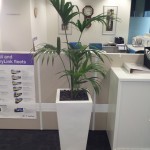 Kentia Palm in White Wedge black stones