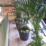 Kentia Palms in painted terracotta with mixed underplantings