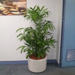 Seifritzii Palm in Dove Grey fiberglass planter