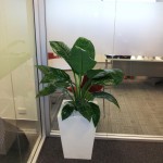 Spathiphyllum in White Wedge