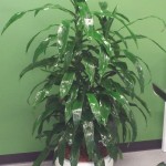 Tall Dracena (Jaent Craig) in white fiberglass P2