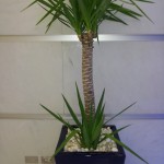 Yucca Palm in blue wedge