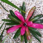 Bromiliad (Part of indoor garden)