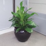 Large Spathiphyllum (Peace lily) - In black bowl