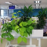 Golden Pothos & Pleomels in partition trough